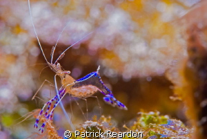 SubSea 5X macro of shrimp with eggs. by Patrick Reardon 